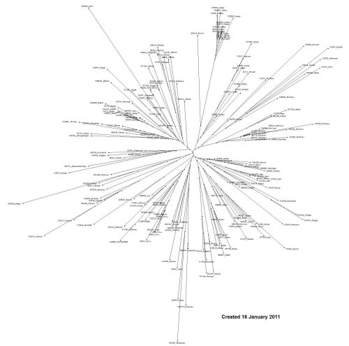 Phylogram Network