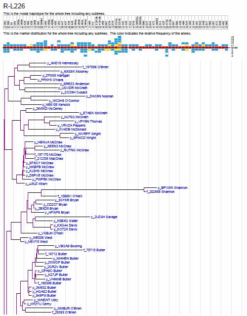 Phylogram Network