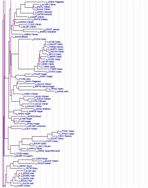 Click to download a Larger Image as a pdf file Phylogram Network